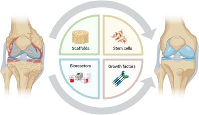 Editorial: A new age for articular cartilage: from bench to beside of tissue engineering and regenerative medicine in cartilage tissue repair